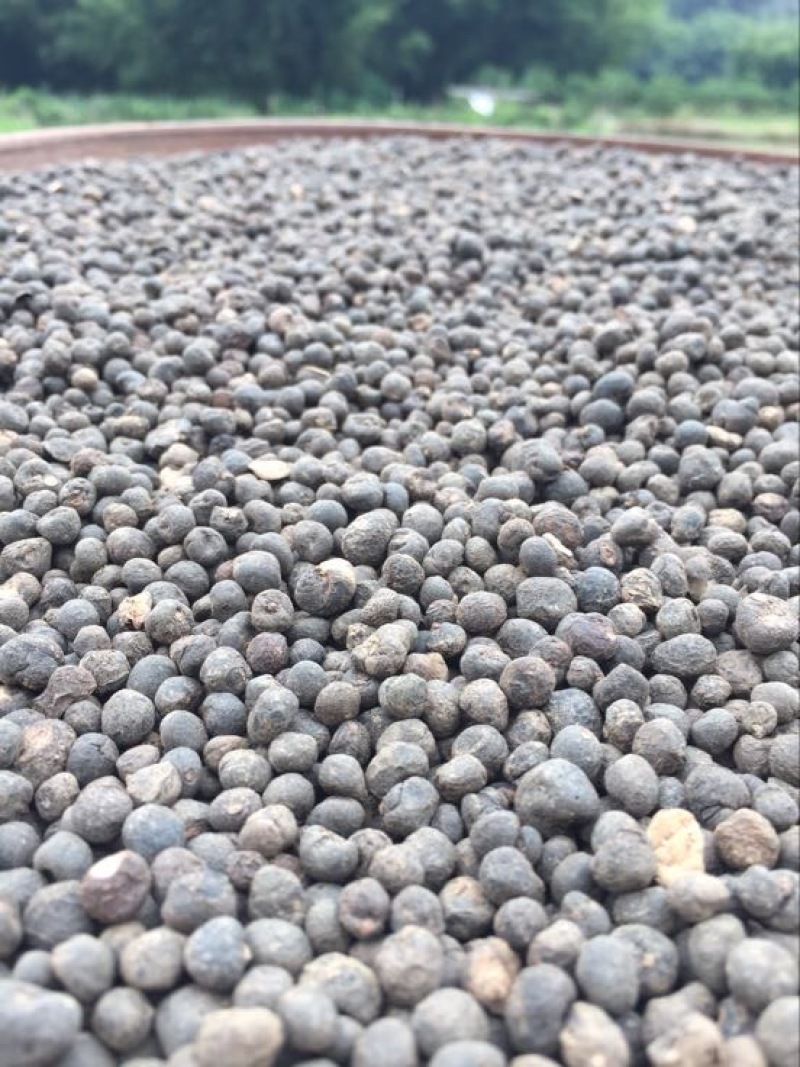 地下明珠 茅膏菜根全国包邮干品干净无杂质