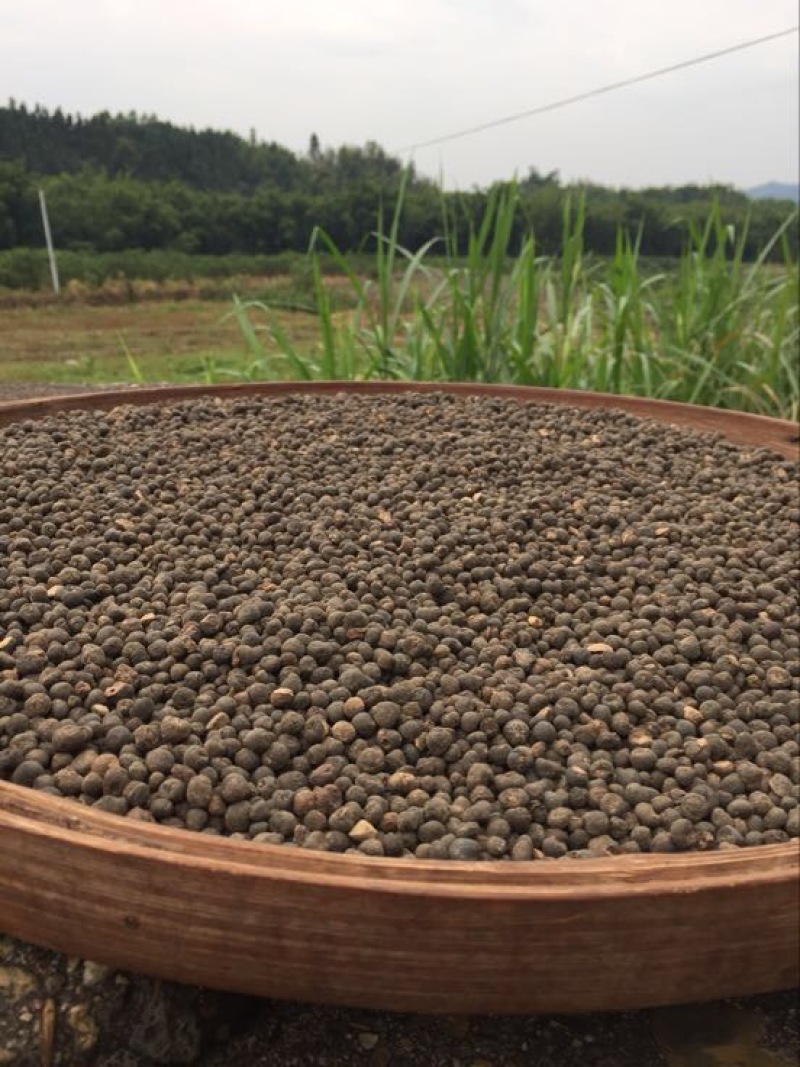 地下明珠 茅膏菜根全国包邮干品干净无杂质