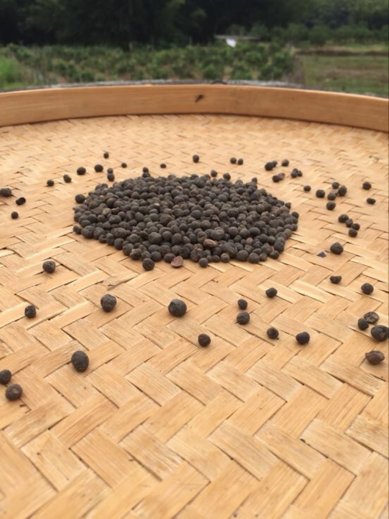 地下明珠 茅膏菜根全国包邮干品干净无杂质