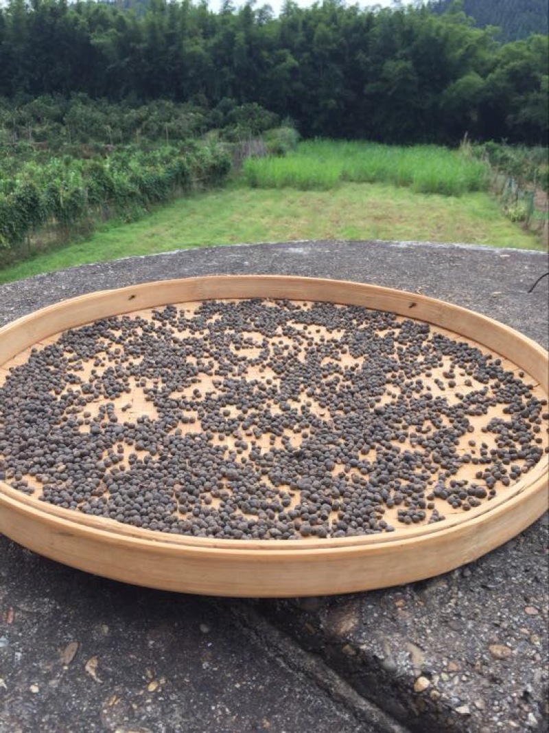 地下明珠茅膏菜根全国包邮干品干净无杂质