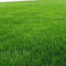 俊杰草业
