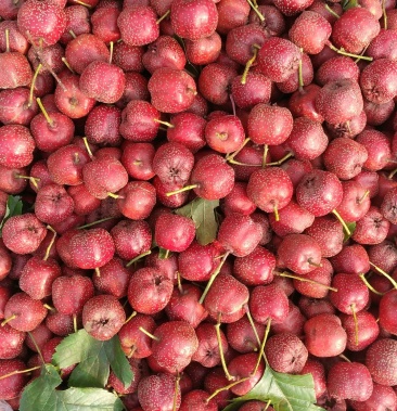 老北京糖葫芦专用山楂 炒红果专用山楂!保证不化糖不褪色