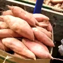大量供应黄沙土地红薯品种有，西瓜红、商薯19、龙九、紫薯