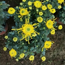 盆载秋大菊花