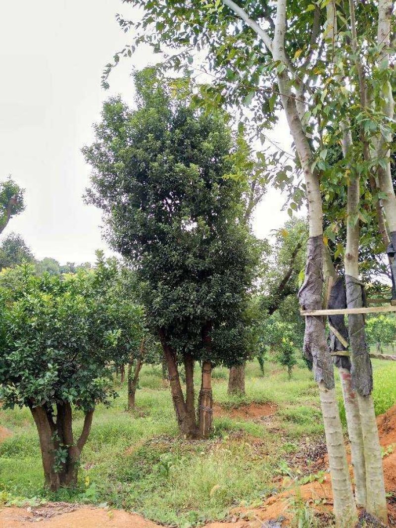 附近香樟树苗圃基地图片