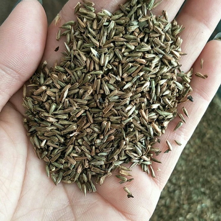 牛膝种子,牛膝籽,保质保量保发芽率支持大货批发零售