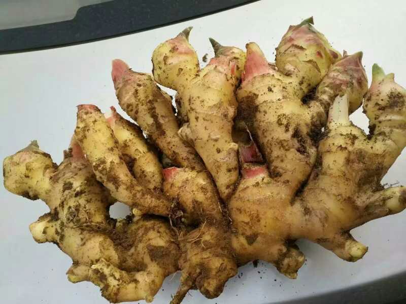 生姜切片与粉末展示