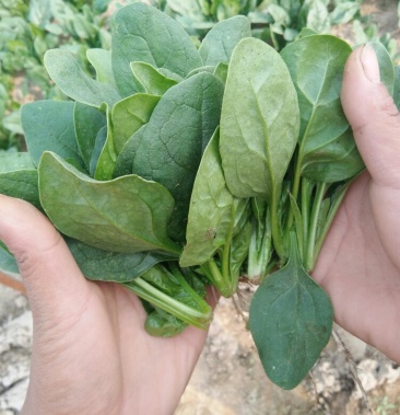 黑圆叶菠菜大量上市