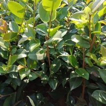 供应打完平剪的茶梅小苗