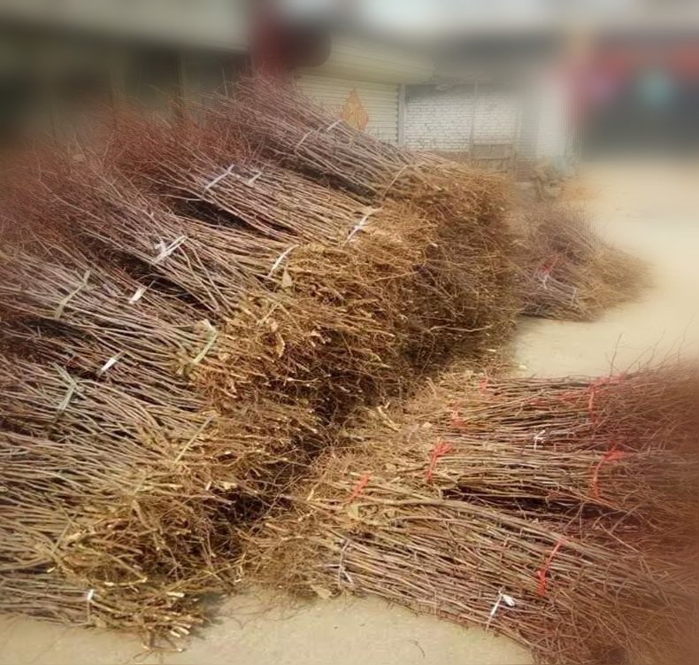 枣树苗栽植现场,工人正在回填土壤并覆盖地膜 和田大枣栽植现场