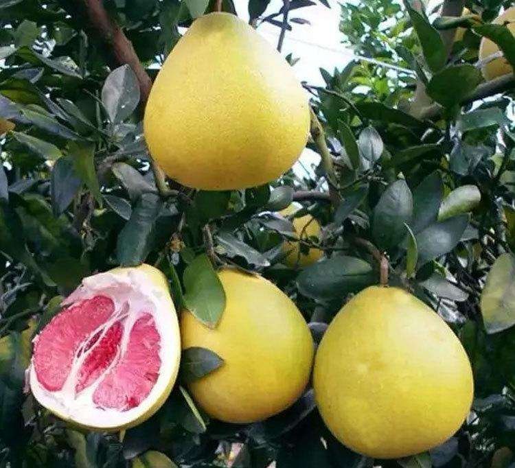 琯溪蜜柚切面特写