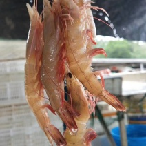 麻虾干生晒虾仁