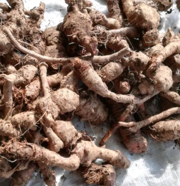 [岩陀批发]岩陀价格3.00元/斤 - 一亩田