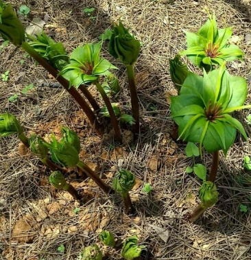 重楼苗高杆大叶滇重楼多芽重楼