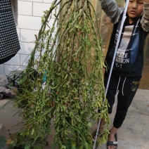 黄豆种子