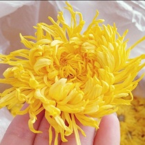 金丝皇菊朵朵精选精选花茶