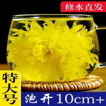 金丝皇菊大朵菊花茶一朵一杯厂家直发批发菊花茶
