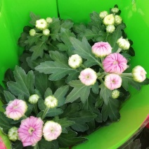 菊花荷兰太空菊