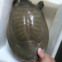 野生老甲鱼
