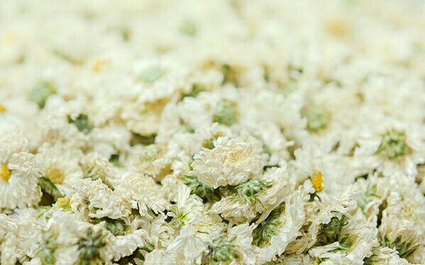 杭白菊花朵特写