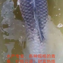平均37大青鱼