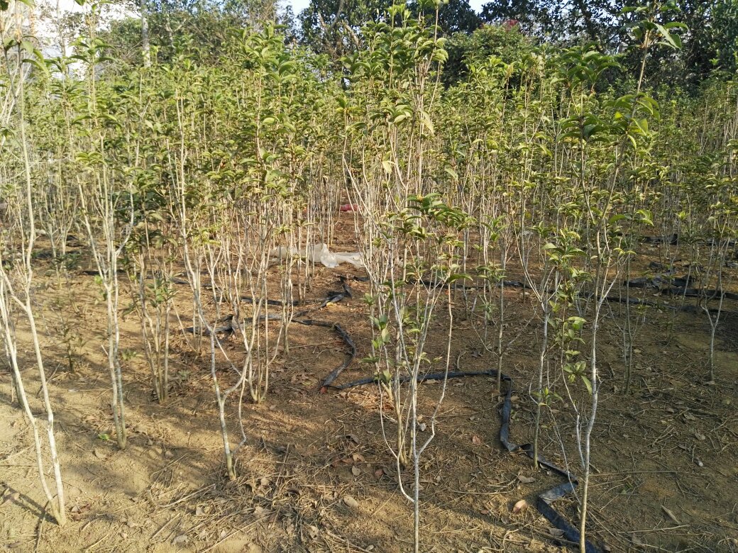 展示四季桂苗在苗圃中整齐排列,绿叶繁茂,枝条匀称,呈现出良好的生长状态 四季桂苗生长形态