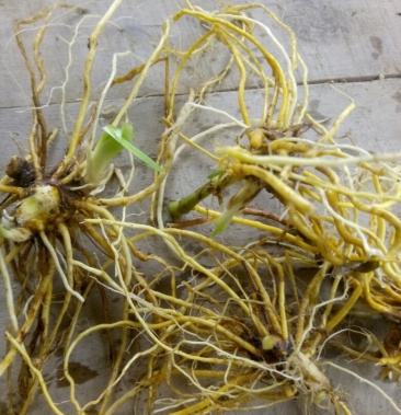 射干 陕西秦岭 野生天然 无硫干 快递包邮 现货