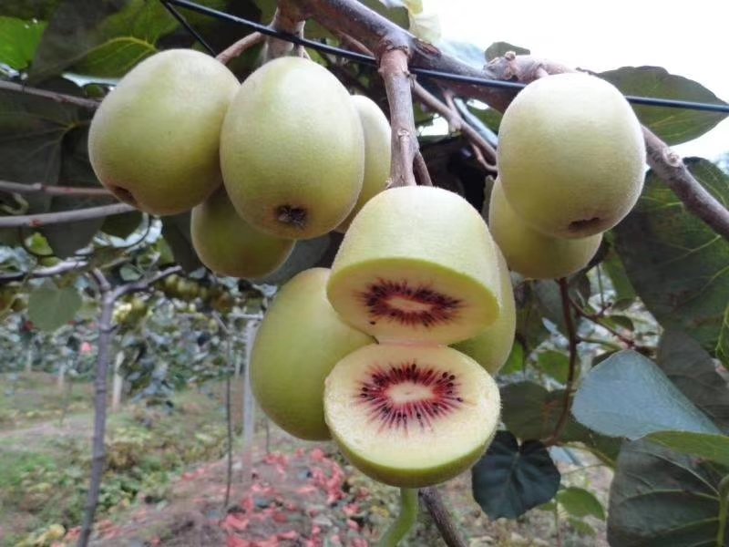 清晰展示红心猕猴桃果肉的红色中心区域,突出其与普通绿心猕猴桃的区别 红心猕猴桃果肉特写图