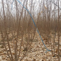 丛生腊梅，河南鄢陵货源，有需要的老板联系