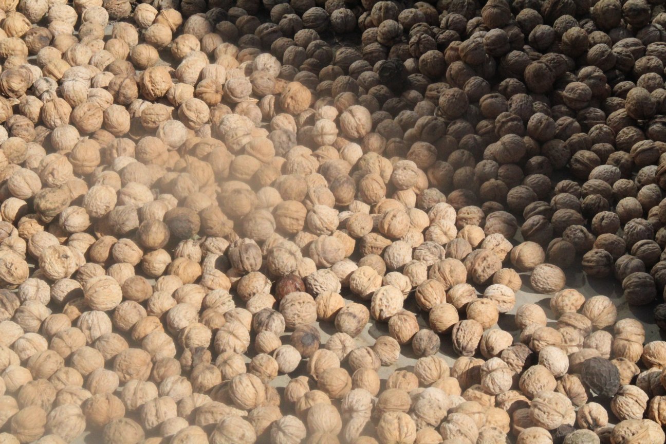 农户在果园内手工采摘薄皮新鲜核桃：身着蓝布衫的中年果农正用长竿轻敲枝头，青绿色核桃纷纷坠入下方铺开的洁净白布上，枝叶繁茂，果实累累，晨光透过树叶形成光斑