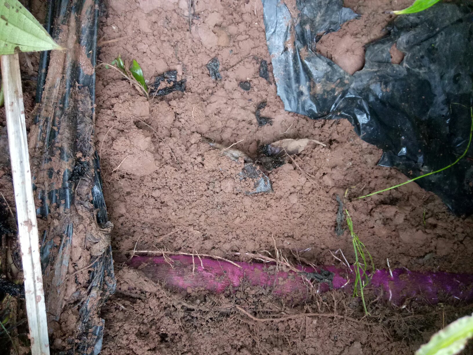 淮山药种薯切段与芽眼特写