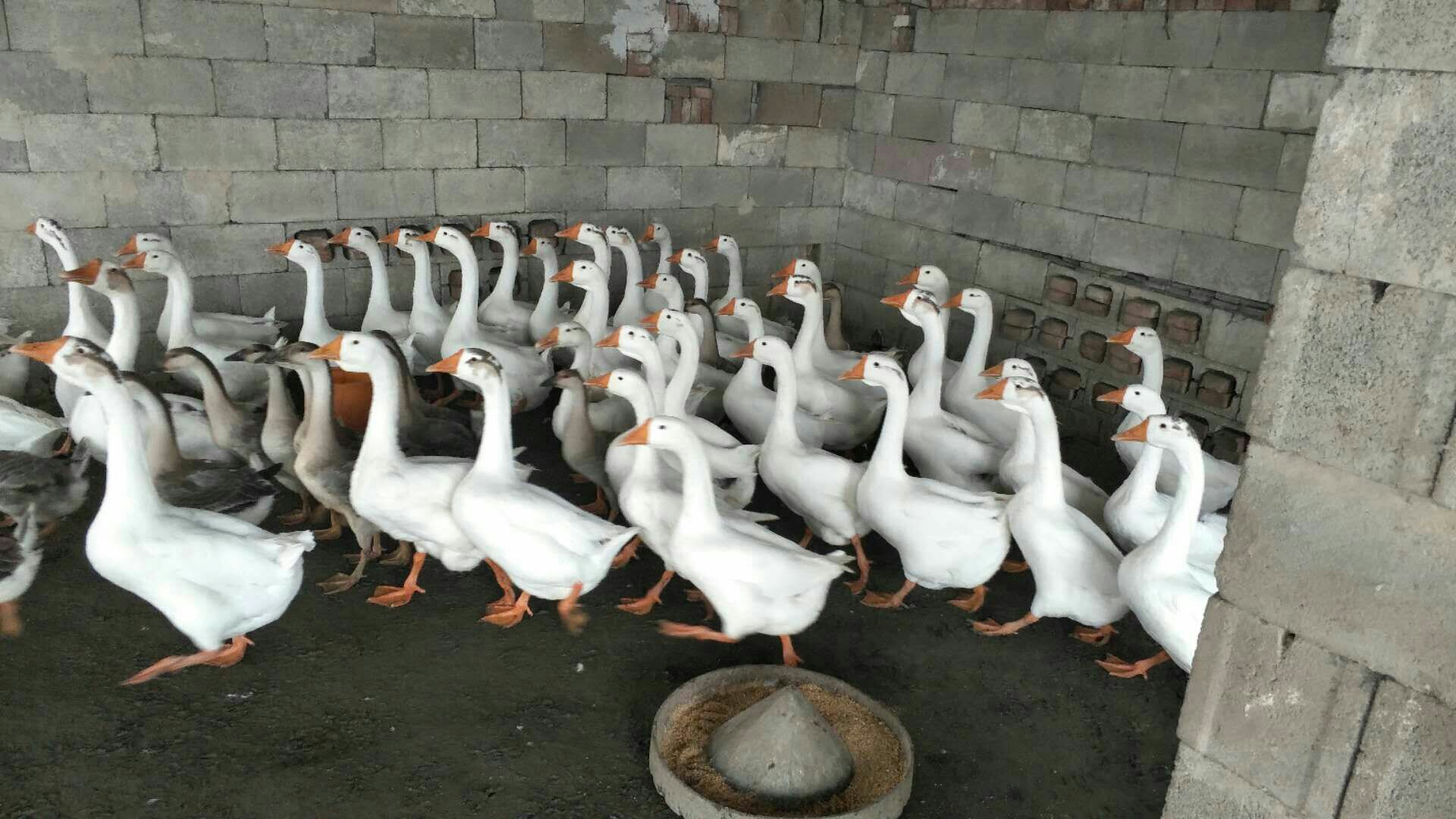 一群约30日龄的狮头鹅苗在阳光充足的水泥地面上整齐站立,羽毛呈淡黄色至浅褐色,体型健壮,头部略显隆起特征,背景为标准化鹅舍,地面干燥清洁,有自动饮水器和料槽分布 狮头鹅苗群体生长状态