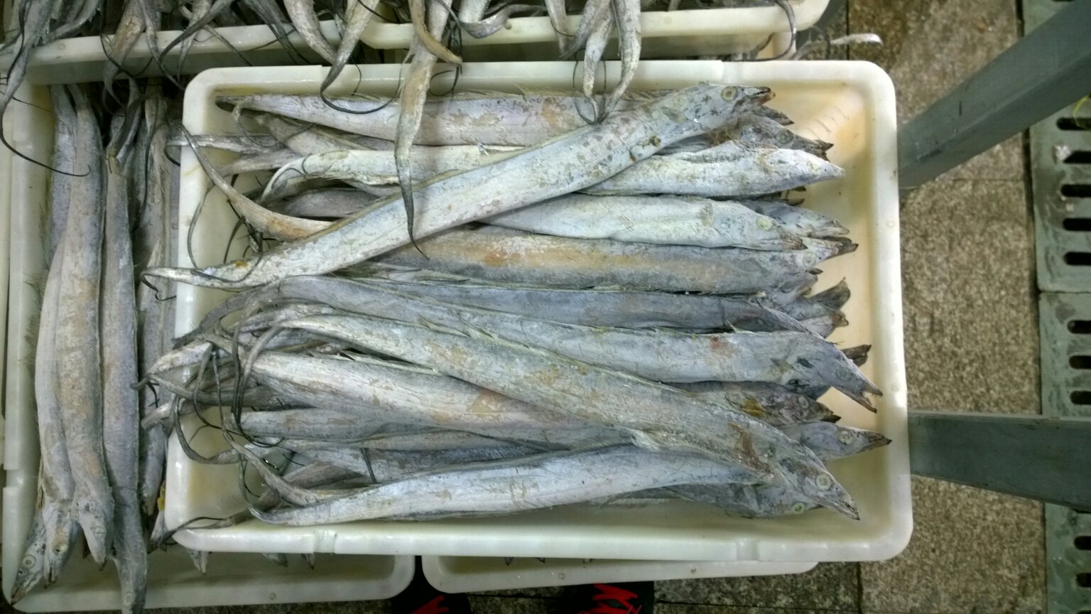 一条长约50厘米、体重约1.8斤的新鲜冰鲜带鱼平铺在白色托盘上,旁边放置电子秤显示1.8斤,背景为海鲜市场摊位,周围有冰块和水渍,突出新鲜感与真实交易场景 带鱼称重对比图