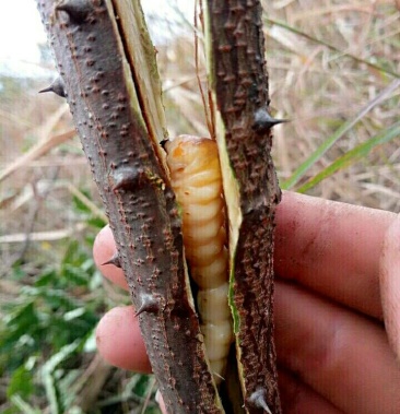 江西野生斗米虫正宗野生斗米虫