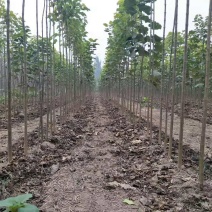 大量出售楸树，梓树，自己家树，价格便宜，诚信经营出售