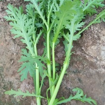 茼蒿
