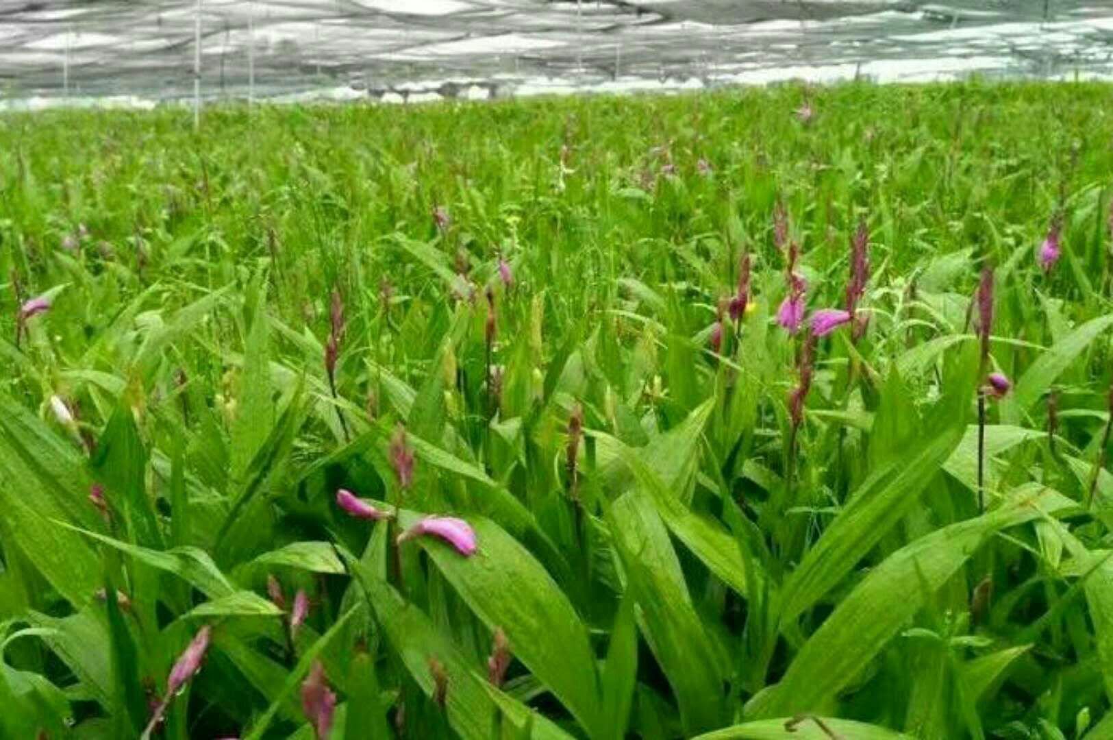 白芷成熟植株特写图