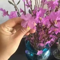 水培植物，兴安杜鹃