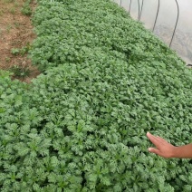 茼蒿