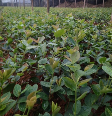 [茶樹苗批發]油茶樹苗,長林系列高產油茶苗,品種好價格1.