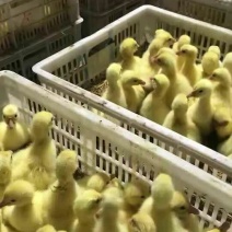 杂交鹅苗