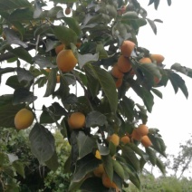 富平霜降柿饼预售