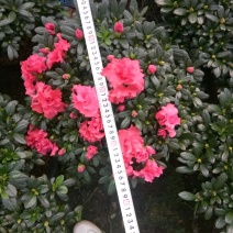 杜鹃花