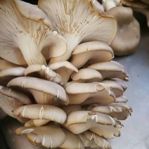 菌棒