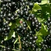黑加仑苗苗圃基地直发高成活高产量提供种植技术放心苗