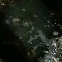 泥鳅