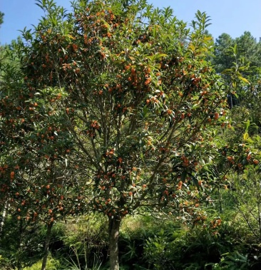 [桂花树批发]状元红桂花大甩卖,10以上树龄,芬芳四溢价格1200.