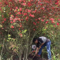 全冠映山红，