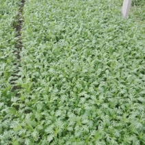 光杆茼蒿即将上市
