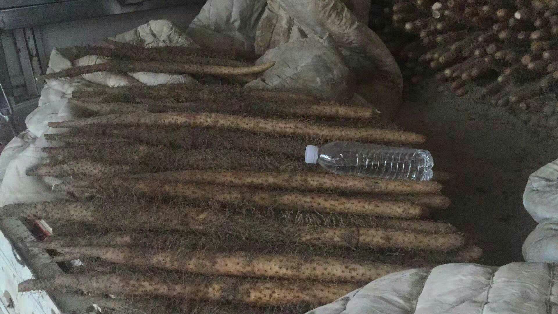 木质操作台上摆放温县淮山药鲜块茎(表皮浅褐色带须根)、安徽霍山茯苓菌核(灰白色致密块状)、电子秤(显示30.0g)、不锈钢研钵(内含乳白色淮山药粉)及玻璃炖盅(内有浅褐色药膳汤液),背景可见温湿度计显示22℃/55%RH,强调环境可控性 家庭厨房中淮山药茯苓食养制作实景图